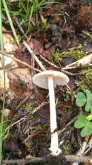 Pluteus leoninus