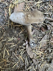 Melanoleuca melaleuca