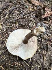 Melanoleuca melaleuca