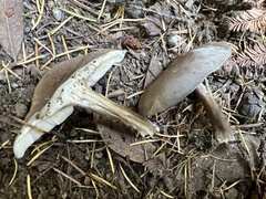 Melanoleuca melaleuca