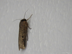 Agrotis