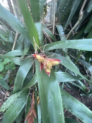 Bromelioideae