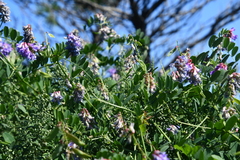 Vicia amurensis