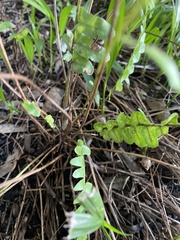 Nephrolepis exaltata