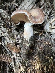 Armillaria sinapina