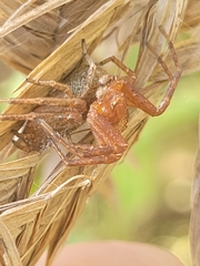 Xysticus
