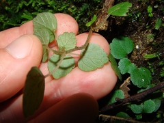 Australina pusilla pusilla