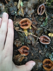 Juglans