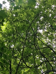 Juglans