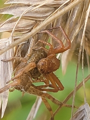 Xysticus