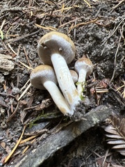 Psathyrella piluliformis