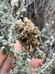 Plecostachys serpyllifolia