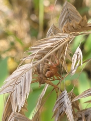 Xysticus