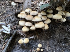 Psathyrella piluliformis
