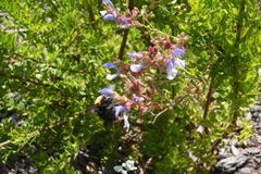 Xylocopa flavorufa