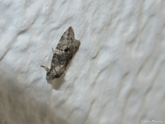 Garella