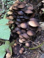 Psathyrella piluliformis
