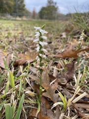 Spiranthes cernua