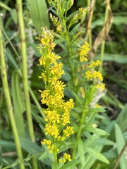 Solidago mexicana