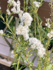 Solidago virgata