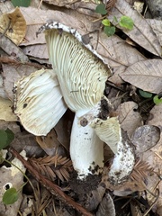 Russula brevipes acrior