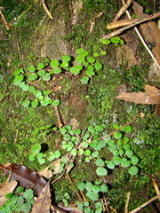 Australina pusilla pusilla