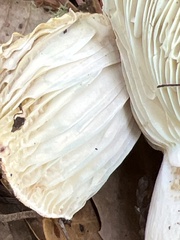 Russula brevipes acrior