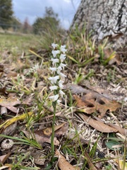 Spiranthes cernua