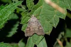 Parastichtis suspecta