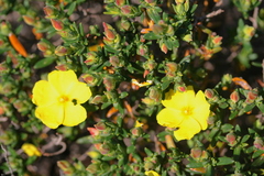 Cistus calycinus