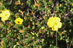 Cistus calycinus