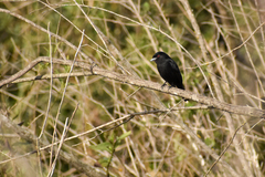 Knipolegus cyanirostris