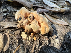 Hydnellum aurantiacum