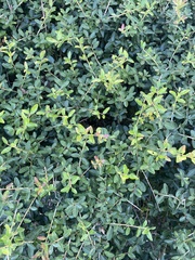 Ilex