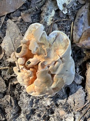 Hydnellum aurantiacum