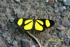 Cyllopodini