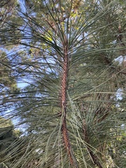 Pinus caribaea