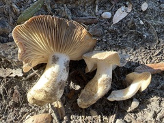 Hebeloma