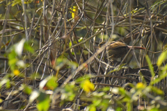 Syndactyla rufosuperciliata