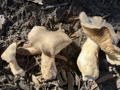Hebeloma