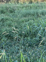 Setaria viridis