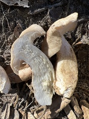Hebeloma