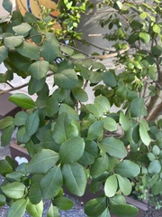 Myrcianthes fragrans