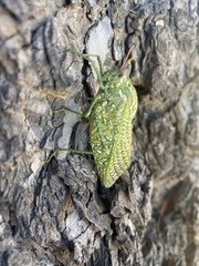 Physemacris variolosa