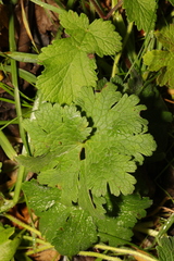 Geranium rotundifolium