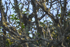 Dryobates spilogaster