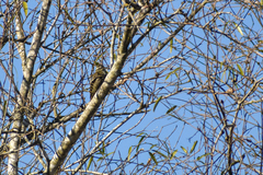 Dryobates spilogaster