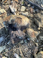 Pisolithus arhizus