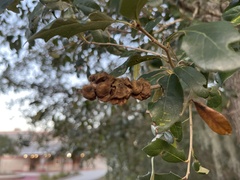 Disholcaspis quercusvirens