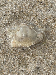 Ovalipes australiensis